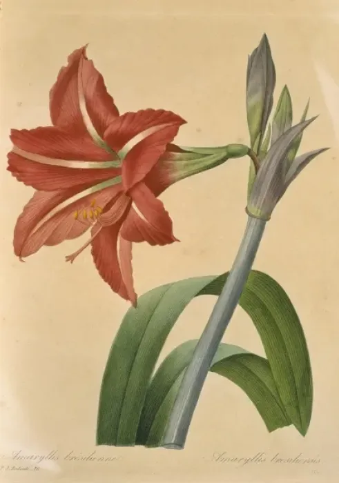 Framed Print : Amaryllis bresilienne, amaryllis Framed Print : Amaryllis bresilienne, amaryllis
