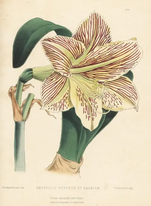 Framed Print : Amaryllis Honneur de Haarlem, hybrid variety Framed Print : Amaryllis Honneur de Haarlem, hybrid variety