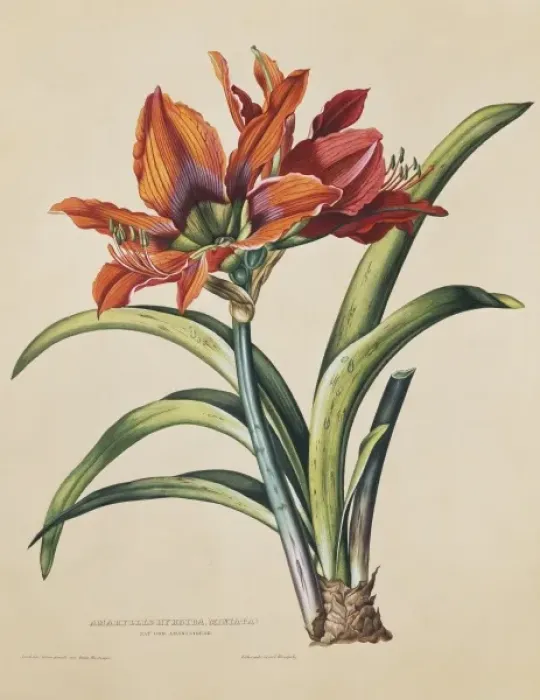 Framed Print : Amaryllis hybrida miniata, amaryllis Framed Print : Amaryllis hybrida miniata, amaryllis