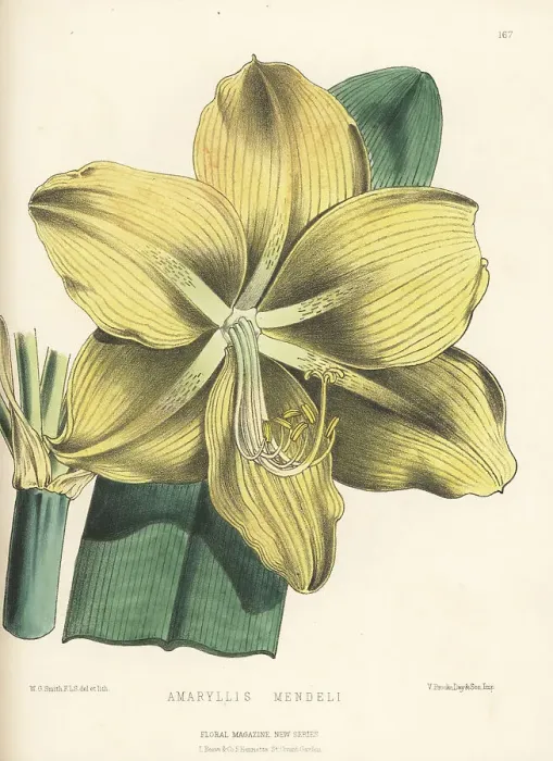 Framed Print : Amaryllis mendelii, raised by Bernard Samuel Williams Framed Print : Amaryllis mendelii, raised by Bernard Samuel Williams