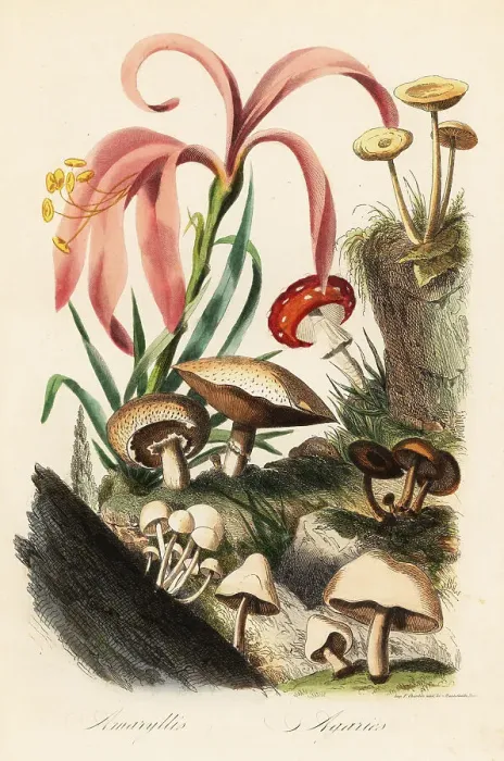Framed Print : Amaryllis and mushrooms Framed Print : Amaryllis and mushrooms
