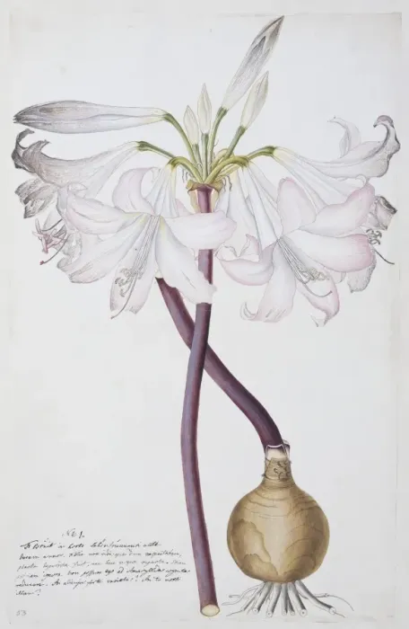 Framed Print : Amaryllis sp. amarylis Framed Print : Amaryllis sp. amarylis