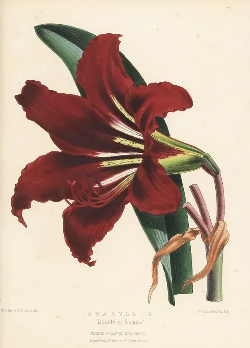 Framed Print : Amaryllis variety, Beauty of Reigate Framed Print : Amaryllis variety, Beauty of Reigate