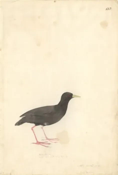 Framed Print : Amaurornis flavirostra, black crake Framed Print : Amaurornis flavirostra, black crake
