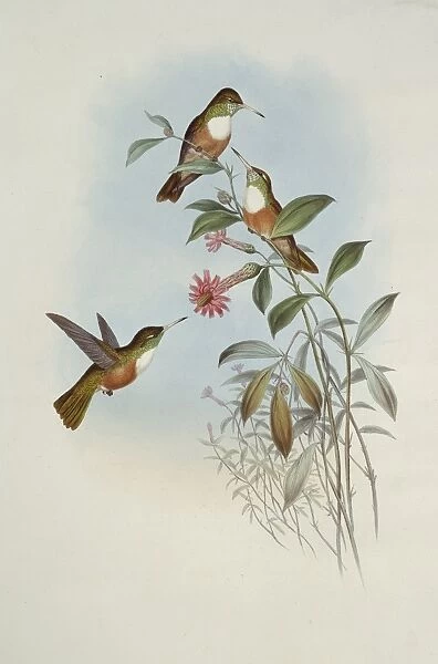 Amazilia amazilia dumerilii, Amazilia hummingbird
