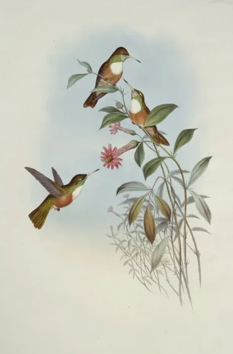 Framed Print : Amazilia amazilia dumerilii, Amazilia hummingbird Framed Print : Amazilia amazilia dumerilii, Amazilia hummingbird