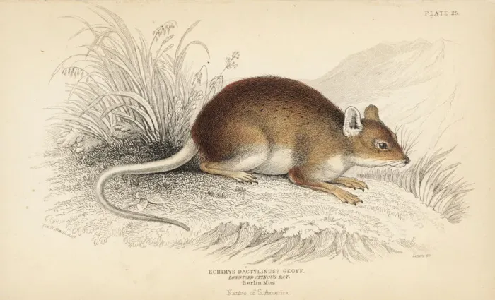 Framed Print : Amazon bamboo rat, Dactylomys dactylinus