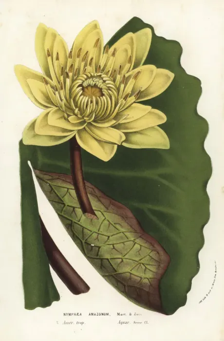Framed Print : Amazon water-lily, Nymphaea amazonum Framed Print : Amazon water-lily, Nymphaea amazonum