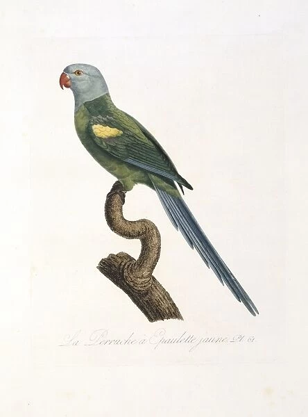Amazona barbadensis, yellow-shouldered parrot