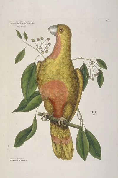 Amazona leucopcephala, Cuban parrot