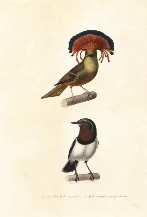 Framed Print : Amazonian royal flycatcher and brown-throated wattle-eye Framed Print : Amazonian royal flycatcher and brown-throated wattle-eye