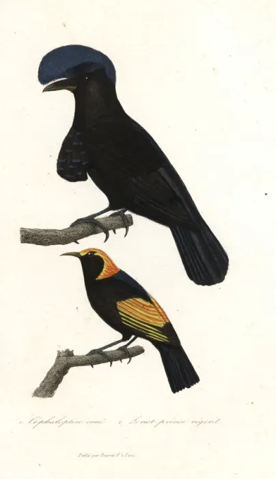 Framed Print : Amazonian umbrellabird and regent bowerbird Framed Print : Amazonian umbrellabird and regent bowerbird