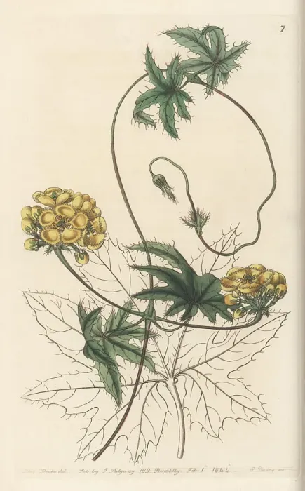 Framed Print : Amazonvine, Stigmaphyllon jatrophifolium Framed Print : Amazonvine, Stigmaphyllon jatrophifolium