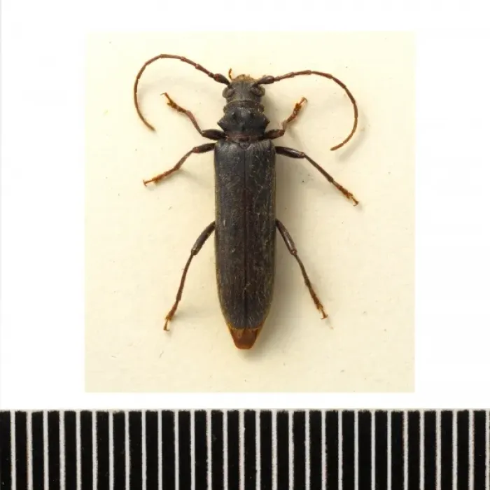 Framed Print : Ambeodontus tristis, two-toothed longhorn Framed Print : Ambeodontus tristis, two-toothed longhorn