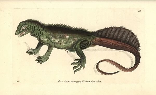 Amboina sail-finned lizard, Hydrosaurus amboinensis