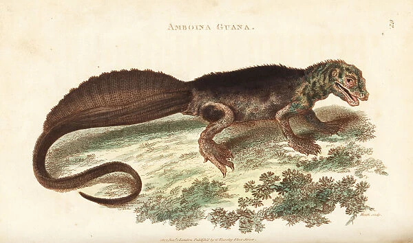 Amboina sailfin lizard, Hydrosaurus amboinensis