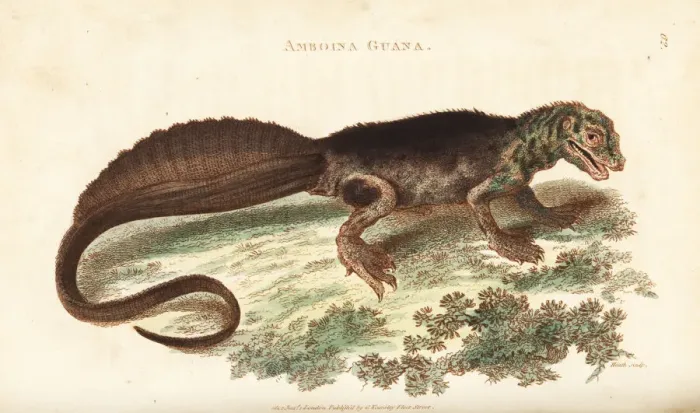 Framed Print : Amboina sailfin lizard, Hydrosaurus amboinensis Framed Print : Amboina sailfin lizard, Hydrosaurus amboinensis