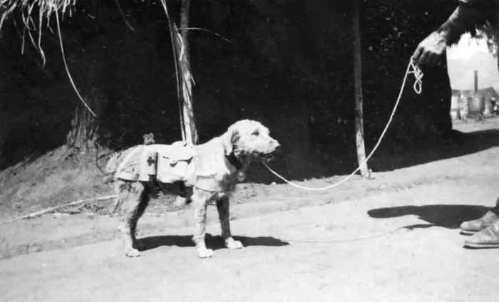 Framed Print : Ambulance dog at Maktau Camp, Kenya, WW1 Framed Print : Ambulance dog at Maktau Camp, Kenya, WW1
