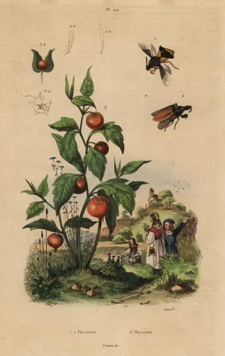 Framed Print : Ambush bug and Chinese lantern plant Framed Print : Ambush bug and Chinese lantern plant