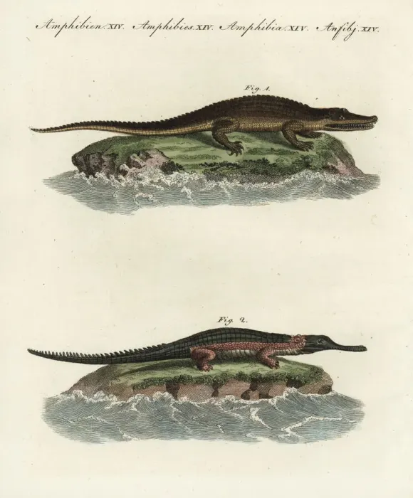 Framed Print : American alligator and gavial Framed Print : American alligator and gavial