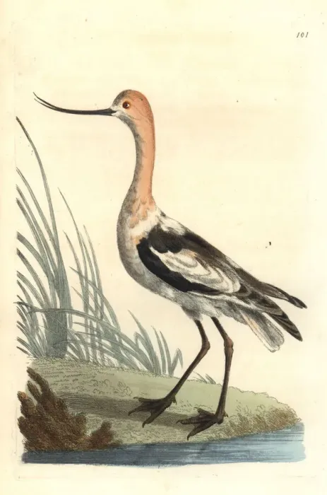 Framed Print : American avocet, Recurvirostra americana Framed Print : American avocet, Recurvirostra americana