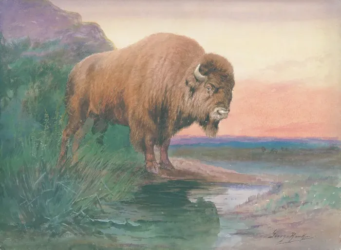 Framed Print : American Bison Framed Print : American Bison