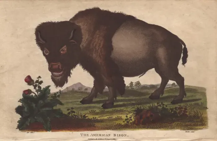 Framed Print : American bison, Bison americanus Framed Print : American bison, Bison americanus
