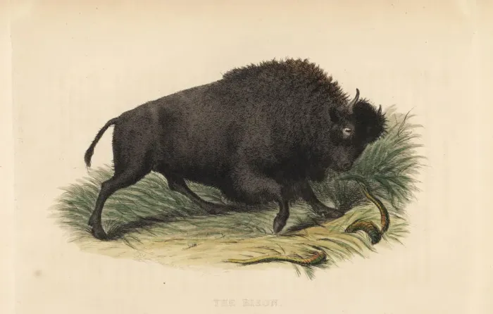 Framed Print : American bison, Bison bison Framed Print : American bison, Bison bison