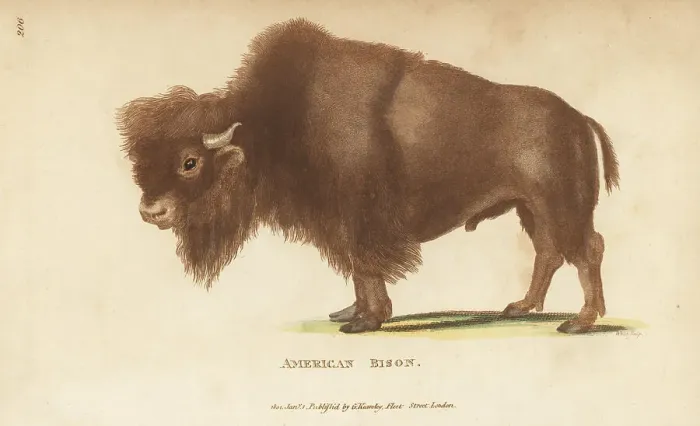 Framed Print : American bison, Bison bison Framed Print : American bison, Bison bison