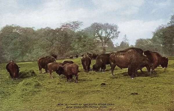 Part of american bison herd in the New York Zoological Park