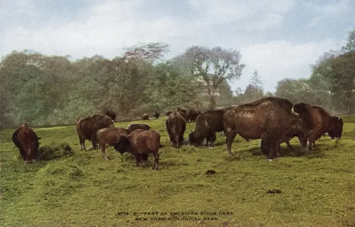 Framed Print : Part of american bison herd in the New York Zoological Park Framed Print : Part of american bison herd in the New York Zoological Park
