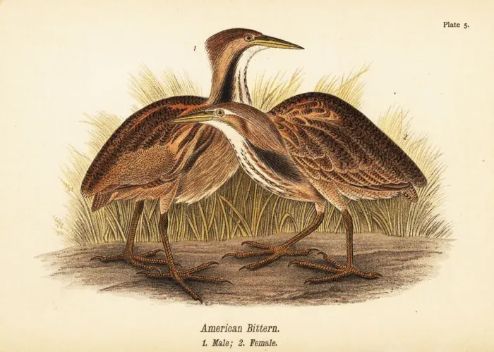 Framed Print : American bittern, Botaurus lentiginosus Framed Print : American bittern, Botaurus lentiginosus