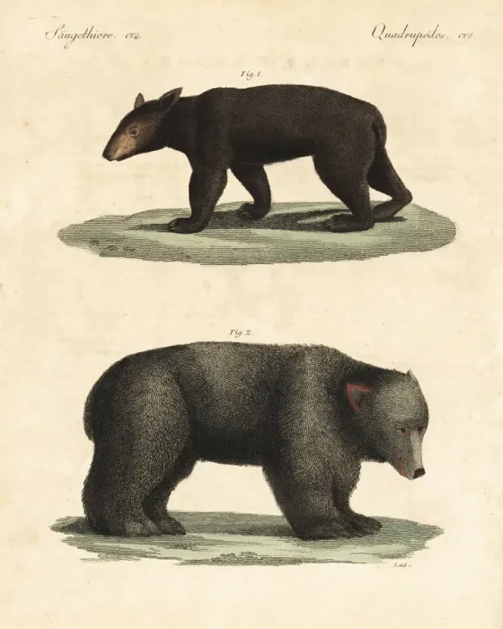 Framed Print : American black bear and brown bear Framed Print : American black bear and brown bear