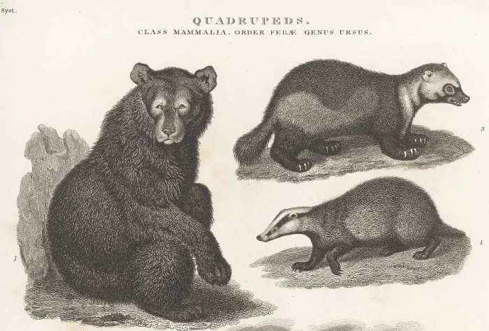 Framed Print : American black bear, glutton and badger Framed Print : American black bear, glutton and badger