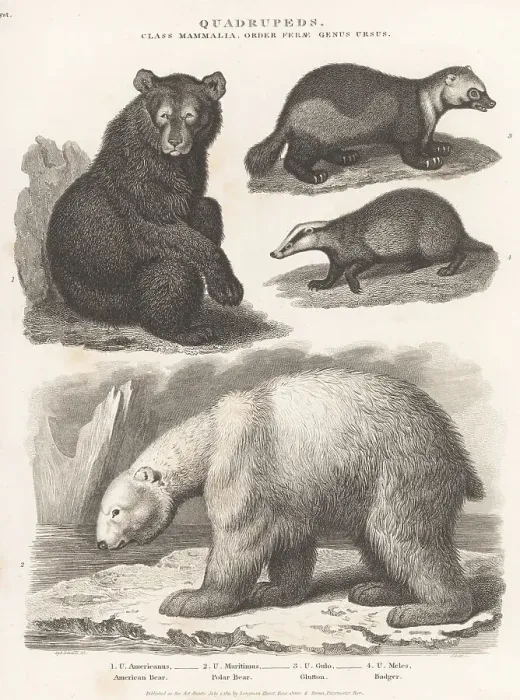 Framed Print : American black bear, polar bear, glutton and badger Framed Print : American black bear, polar bear, glutton and badger