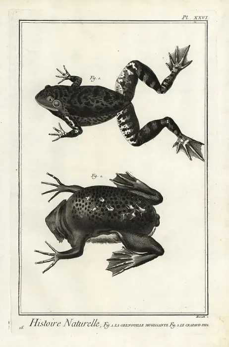 Framed Print : American bullfrog and Suriname toad Framed Print : American bullfrog and Suriname toad