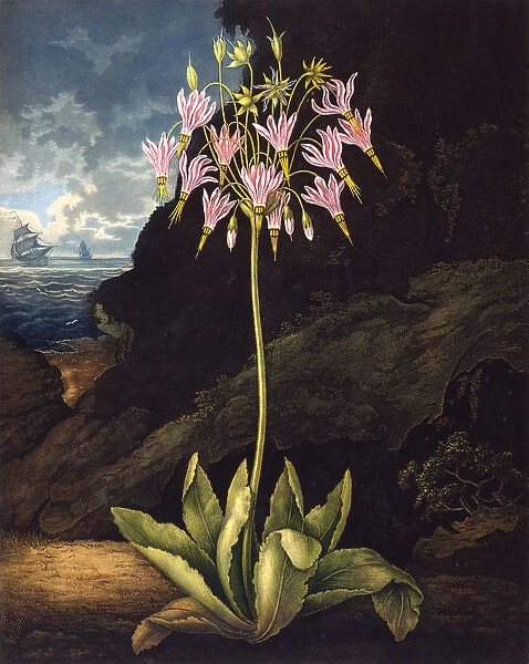 The American Cowslip (Dodecatheon)