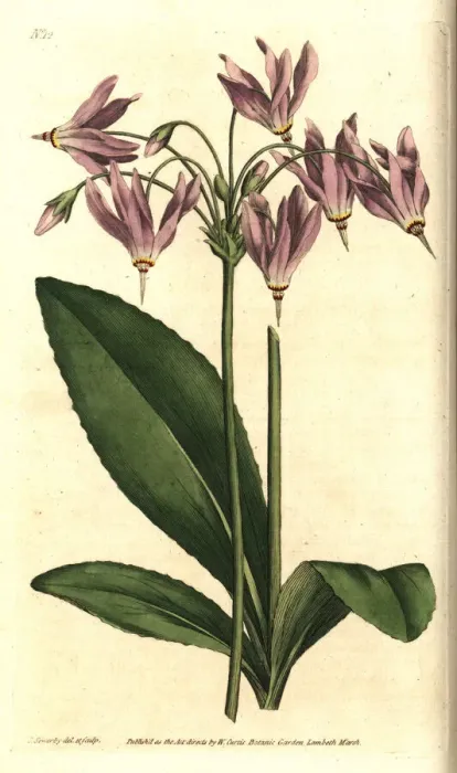 Framed Print : American cowslip or Meads dodecatheon, Dodecatheon meadia Framed Print : American cowslip or Meads dodecatheon, Dodecatheon meadia