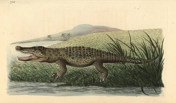 American crocodile, Crocodylus acutus Vulnerable