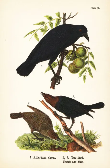Framed Print : American crow and brown-headed cowbird Framed Print : American crow and brown-headed cowbird
