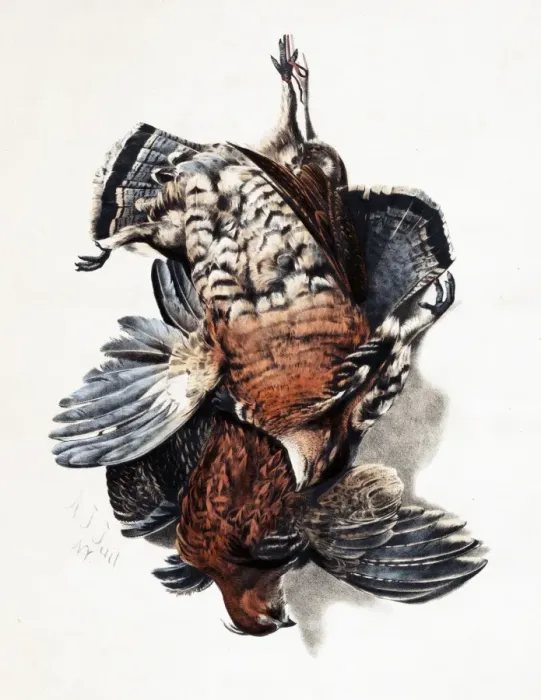 Framed Print : American Feathered Game Framed Print : American Feathered Game