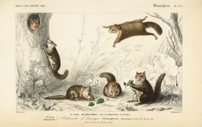 Framed Print : American flying squirrel, Glaucomys volans Framed Print : American flying squirrel, Glaucomys volans