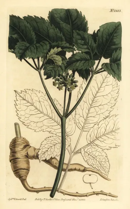 Framed Print : American ginseng, Panax quinquefolius Framed Print : American ginseng, Panax quinquefolius