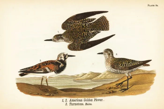 Framed Print : American golden plover and ruddy turnstone Framed Print : American golden plover and ruddy turnstone