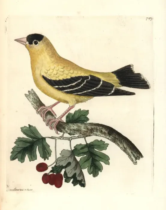 Framed Print : American goldfinch, Carduelis tristis Framed Print : American goldfinch, Carduelis tristis