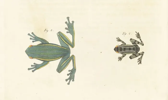 Framed Print : American green tree frog and Hylarana nicobariensis Framed Print : American green tree frog and Hylarana nicobariensis
