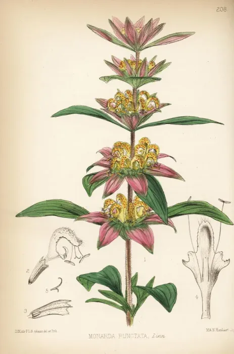 Framed Print : American horsemint or spotted beebalm, Monarda punctata Framed Print : American horsemint or spotted beebalm, Monarda punctata