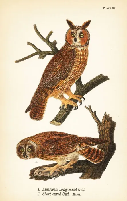 Framed Print : American long-eared owl and short-eared owl Framed Print : American long-eared owl and short-eared owl