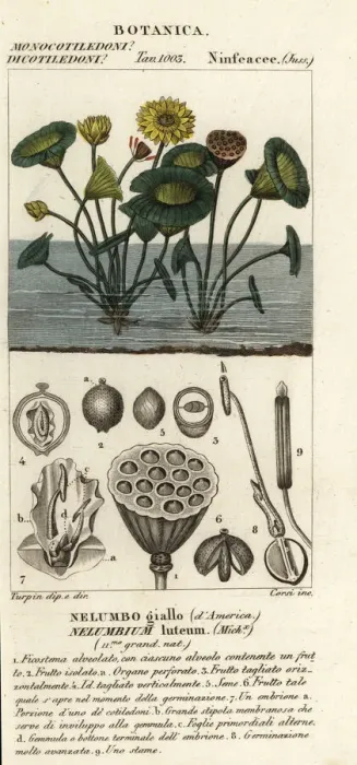 Framed Print : American lotus, Nelumbo lutea Framed Print : American lotus, Nelumbo lutea