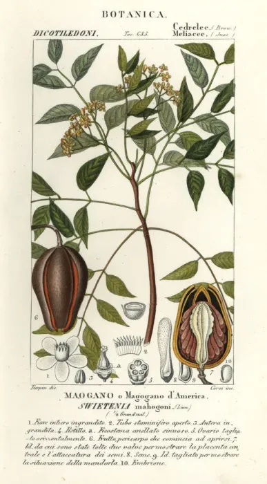 Framed Print : American mahogany, Swietenia mahagoni Framed Print : American mahogany, Swietenia mahagoni